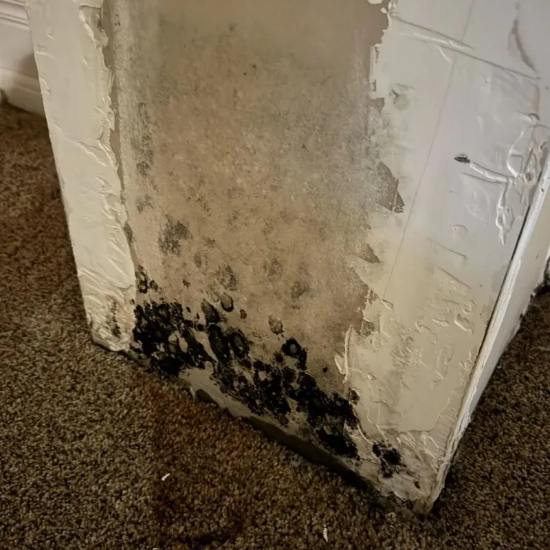 Professional Mold Removal in Carlyle, IL